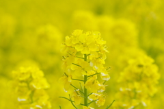 菜の花畑にて