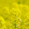 菜の花畑にて