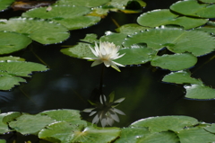 IMGP3806