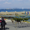 葉山の海