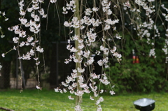 霊宝館の桜