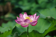 IMGP3756