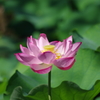 IMGP3756