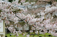霊宝館の桜