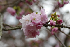 霊宝館の桜