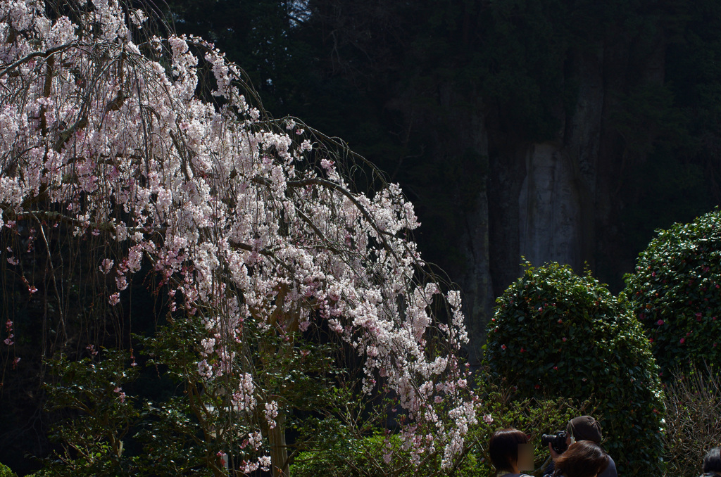 磨崖仏もお花見