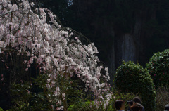 磨崖仏もお花見