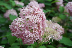 DSC01383