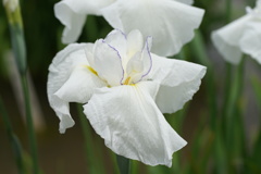 DSC00948