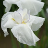 DSC00948
