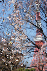 桜の向こうに・・・