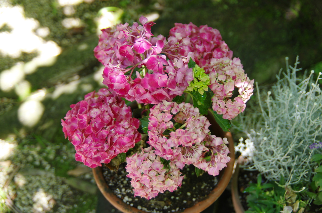 IMGP3742