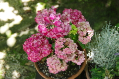 IMGP3742