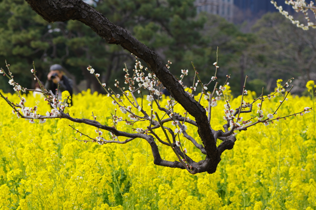 梅と菜の花