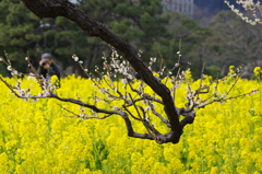 梅と菜の花