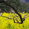 梅と菜の花