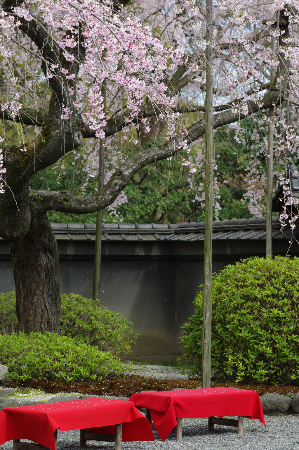 有栖館の桜