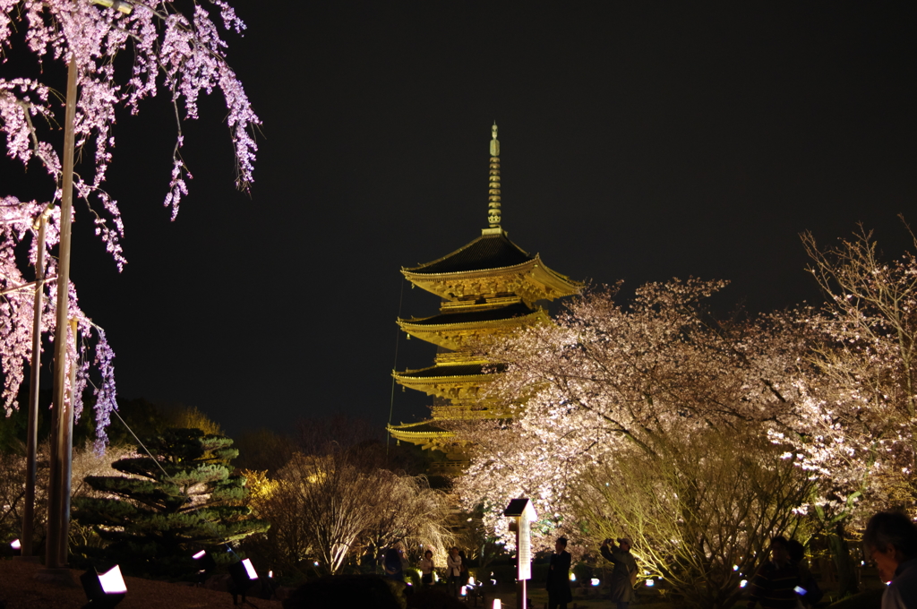 東寺の桜