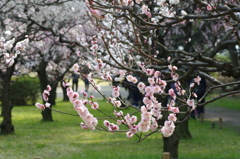 梅園にて