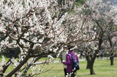 梅園も花盛り
