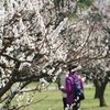 梅園も花盛り