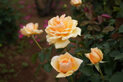DSC03298