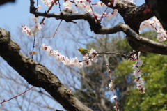 梅園にて