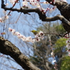 梅園にて