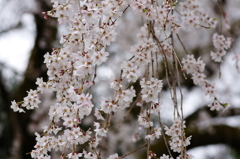 霊宝館の桜