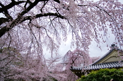 霊宝館の桜