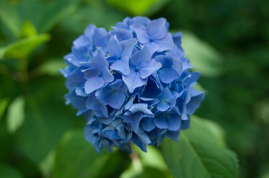 IMGP0231