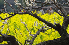 梅と菜の花