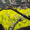 梅と菜の花