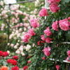 DSC00340