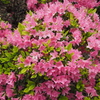 P4230060