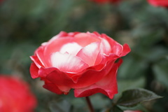 DSC00383