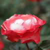 DSC00383