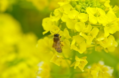 菜の花畑にて