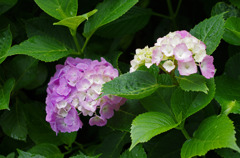 IMGP5789