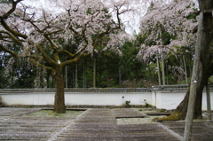 三宝院の桜吹雪