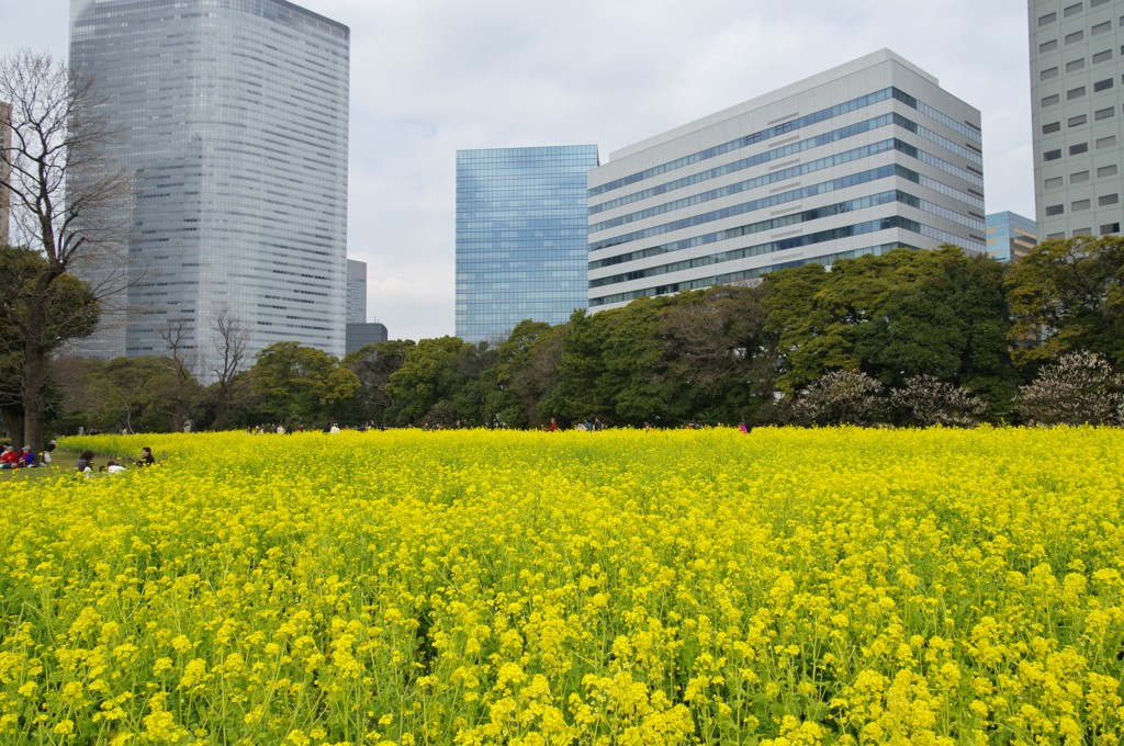 菜の花畑にて