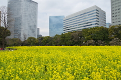 菜の花畑にて
