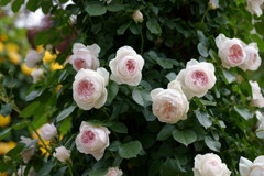 DSC03647