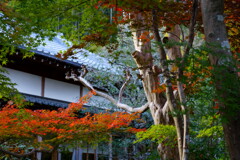 鈴虫寺