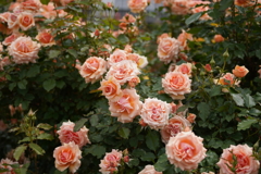 DSC03392