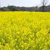 むせかえるような香りです。