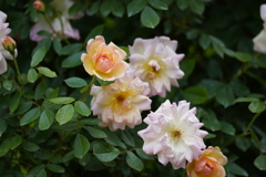 DSC03765