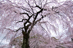 霊宝館の桜