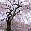 霊宝館の桜