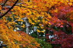 DSC09955
